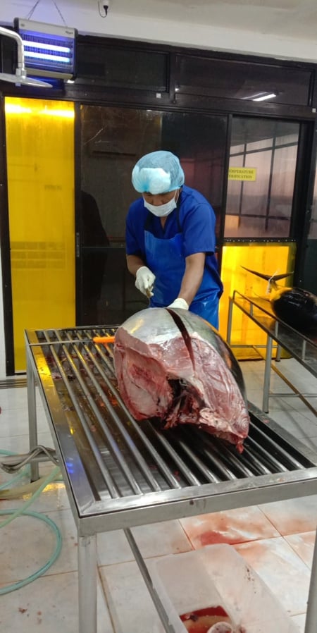 A photo of a man slicing a giant tuna.