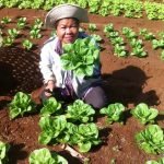A farmer of The Good Life Nature Farms shows a healthy produce. Edith decided to continue her business despite the pandemic to support the farmers that relied on her business. (Photo from Facebook.com/thegoodlifenaturefarms)